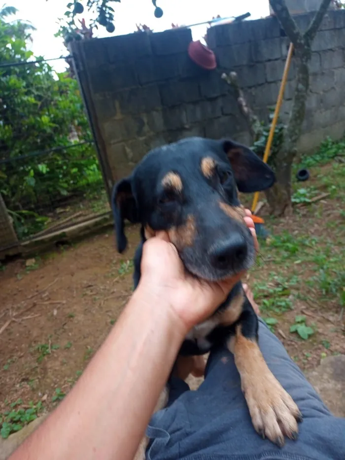Cachorro raça SRD-ViraLata idade 4 anos nome Belifiu