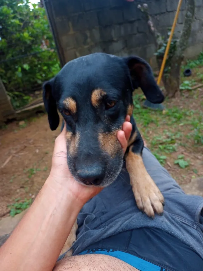 Cachorro raça SRD-ViraLata idade 4 anos nome Belifiu