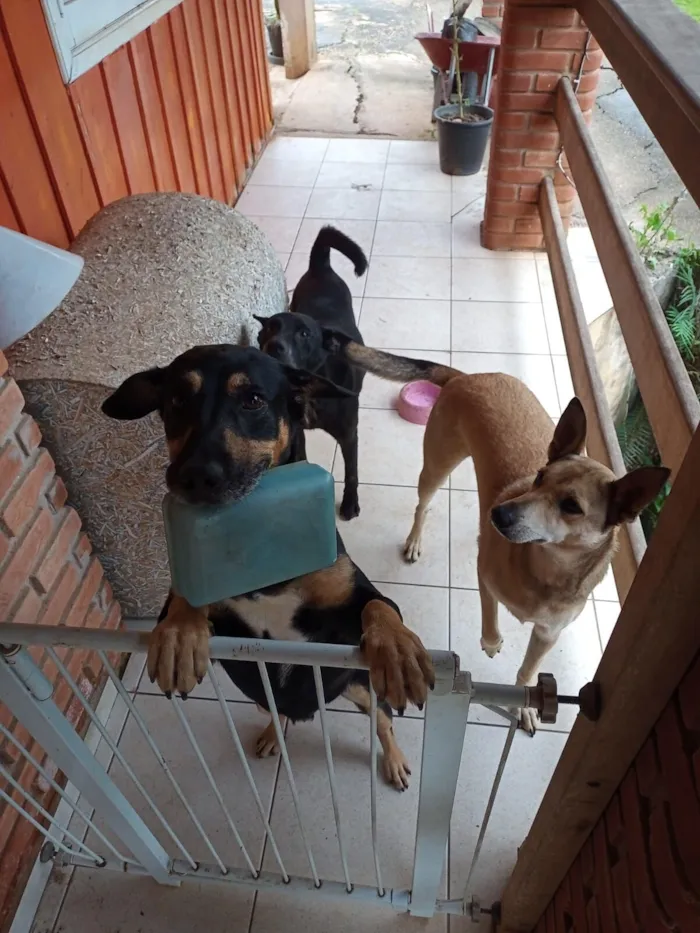 Cachorro raça SRD-ViraLata idade 4 anos nome Belifiu