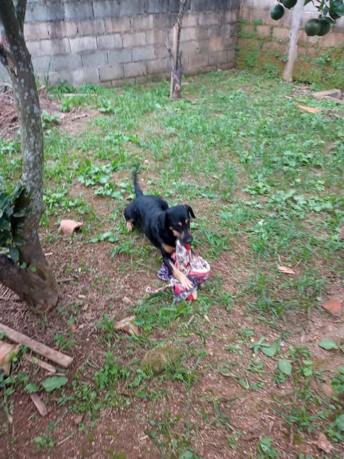 Cachorro raça SRD-ViraLata idade 4 anos nome Belifiu