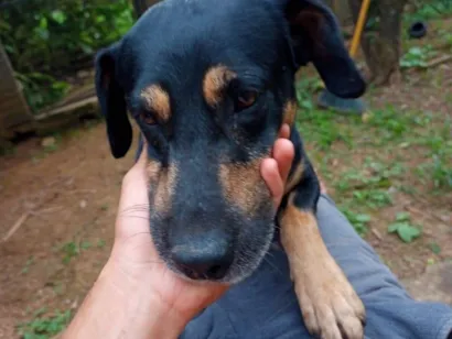 Cachorro raça SRD-ViraLata idade 4 anos nome Belifiu