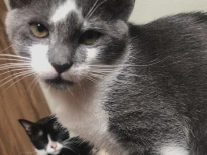 Gato raça SRD-ViraLata idade 2 a 6 meses nome Sem nome 