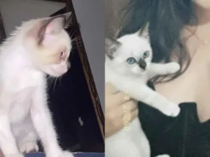 Gato raça SRD-ViraLata idade 2 a 6 meses nome Luno 