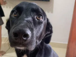 Cachorro raça SRD-ViraLata idade 7 a 11 meses nome Apollo