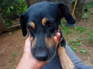 Cachorro raça SRD-ViraLata idade 4 anos nome Belifiu