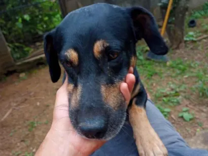 Cachorro raça SRD-ViraLata idade 4 anos nome Belifiu