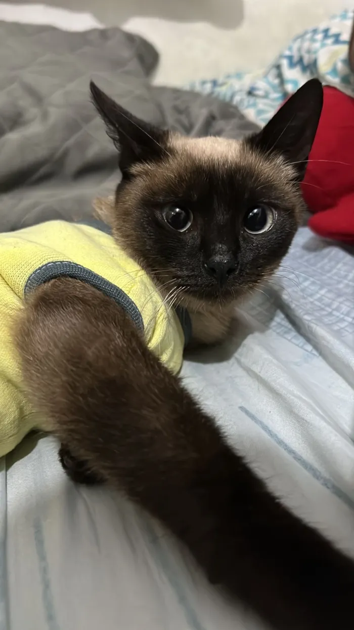 Gato raça Siamês idade 2 anos nome Margarida