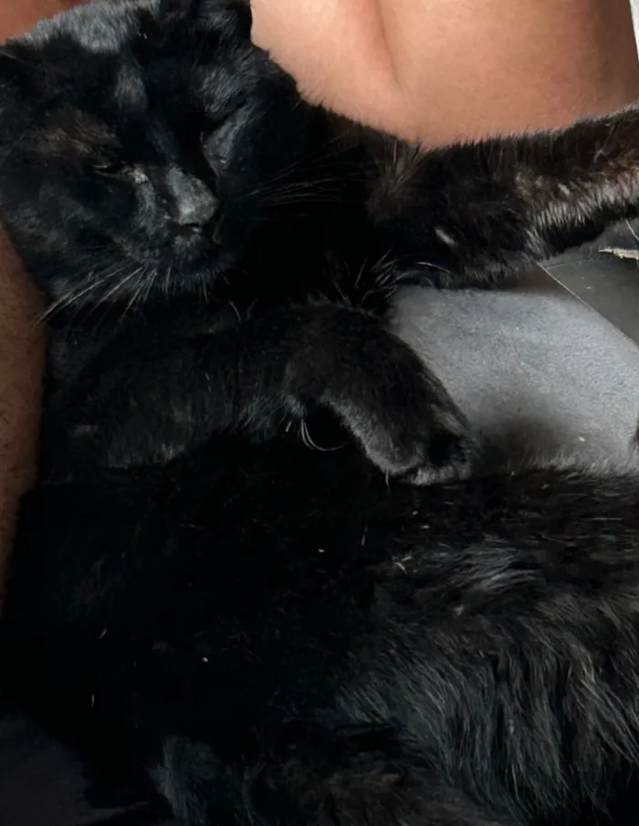 Gato raça American Shorthair idade 3 anos nome CEGUINHO