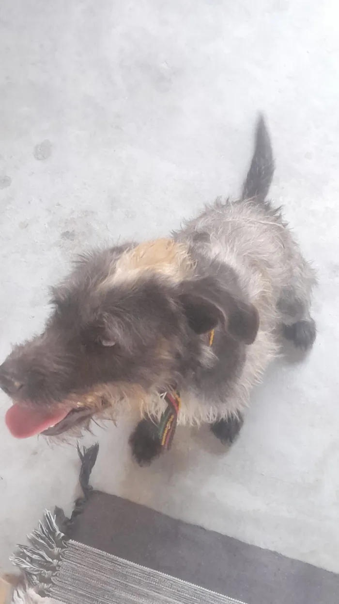 Cachorro raça SRD-ViraLata idade 2 a 6 meses nome Baruk 