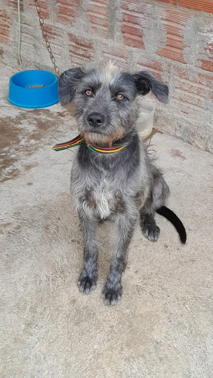 Cachorro raça SRD-ViraLata idade 2 a 6 meses nome Baruk 