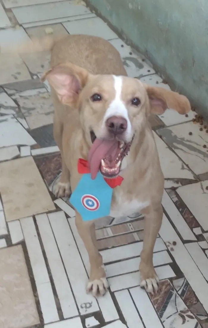 Cachorro raça SRD-ViraLata idade 1 ano nome Marley 