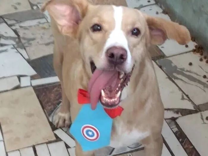 Cachorro raça SRD-ViraLata idade 1 ano nome Marley 