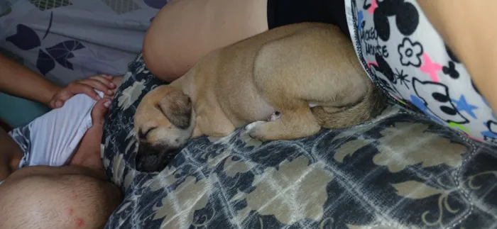 Cachorro raça SRD-ViraLata idade Abaixo de 2 meses nome zeus