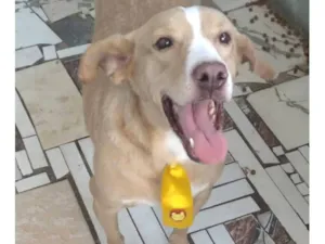 Cachorro raça SRD-ViraLata idade 1 ano nome Marley 