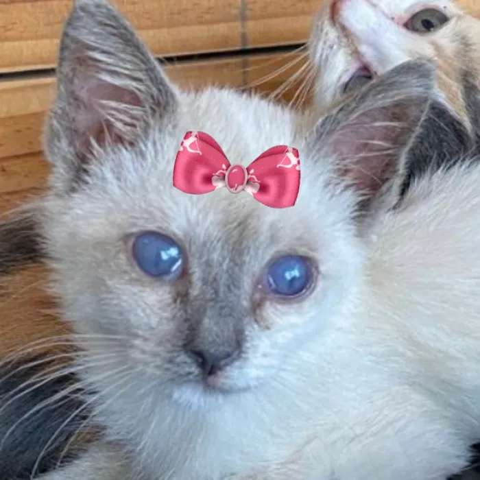 Gato raça SRD-ViraLata idade 2 a 6 meses nome Enola 