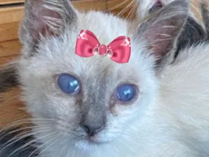 Gato raça SRD-ViraLata idade 2 a 6 meses nome Enola 