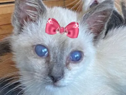 Gato raça SRD-ViraLata idade 2 a 6 meses nome Enola 