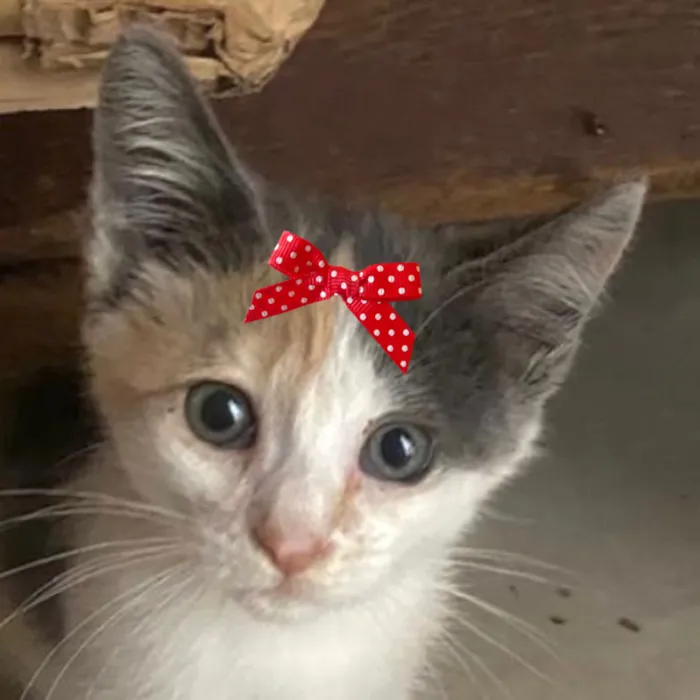 Gato raça SRD-ViraLata idade 2 a 6 meses nome Luna 