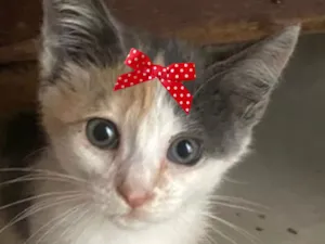 Gato raça SRD-ViraLata idade 2 a 6 meses nome Luna 