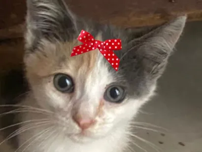 Gato raça SRD-ViraLata idade 2 a 6 meses nome Luna 