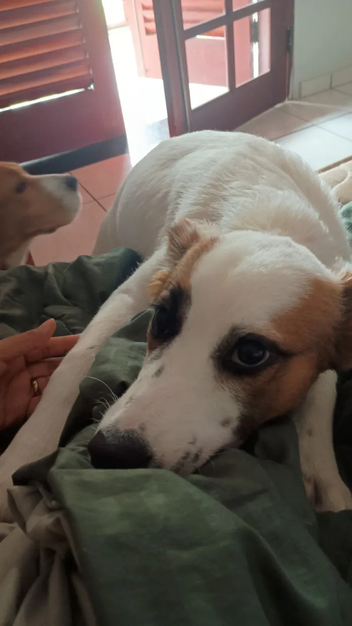 Cachorro raça SRD-ViraLata idade 7 a 11 meses nome Luke