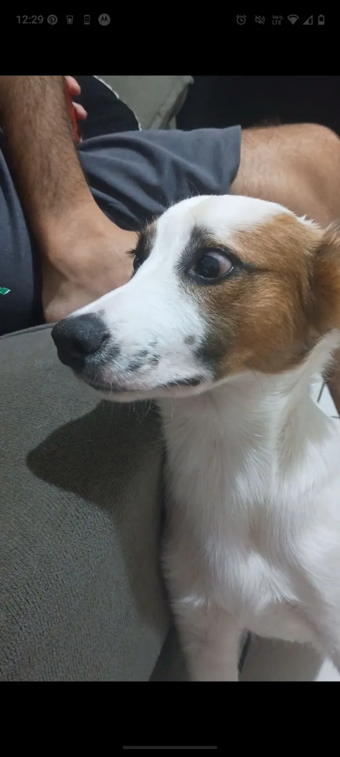 Cachorro raça SRD-ViraLata idade 7 a 11 meses nome Luke