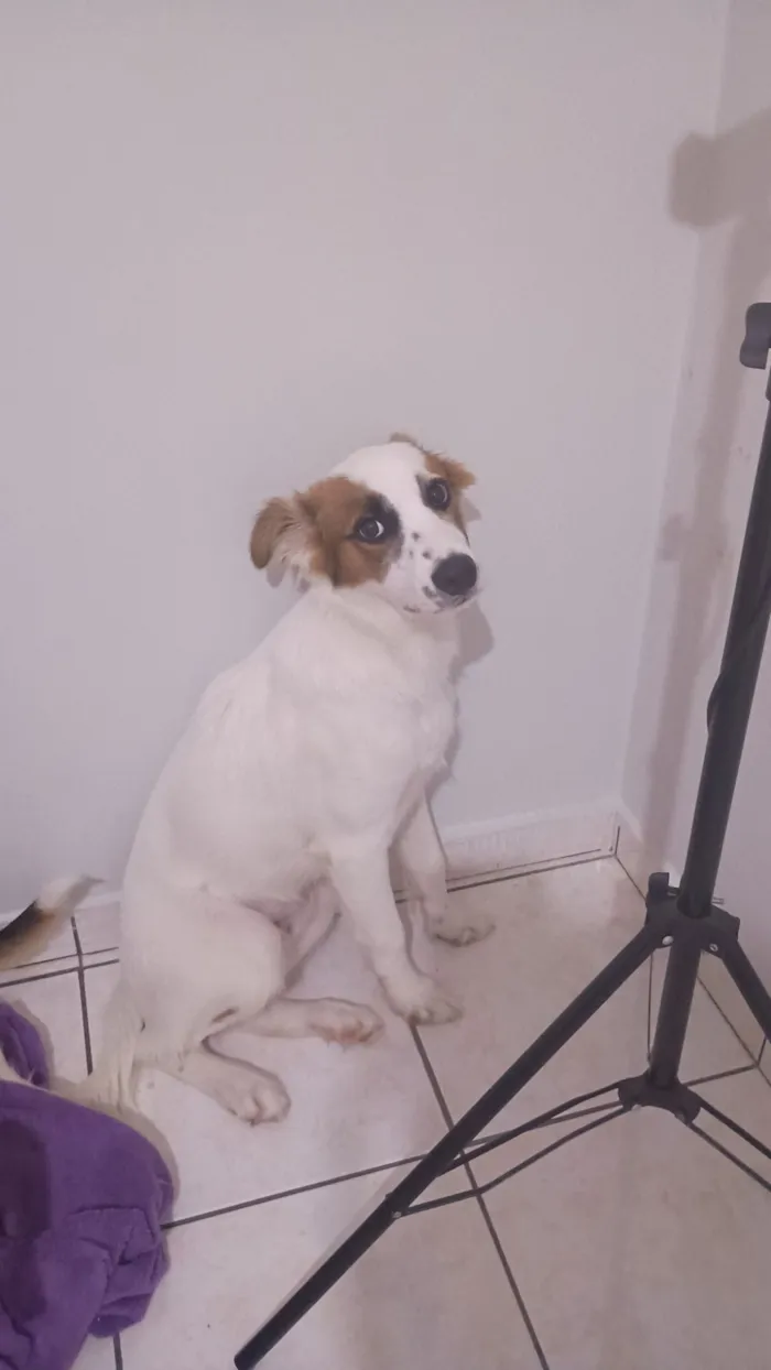 Cachorro raça SRD-ViraLata idade 7 a 11 meses nome Luke