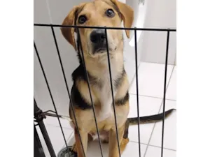Cachorro raça SRD-ViraLata idade 7 a 11 meses nome Max 