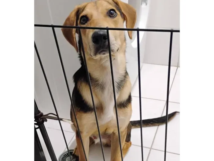 Cachorro raça SRD-ViraLata idade 7 a 11 meses nome Max 