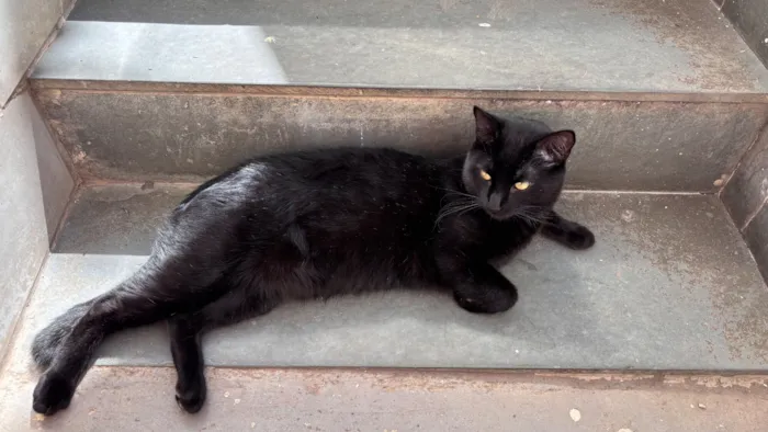 Gato raça SRD-ViraLata idade 2 anos nome Pretinho 