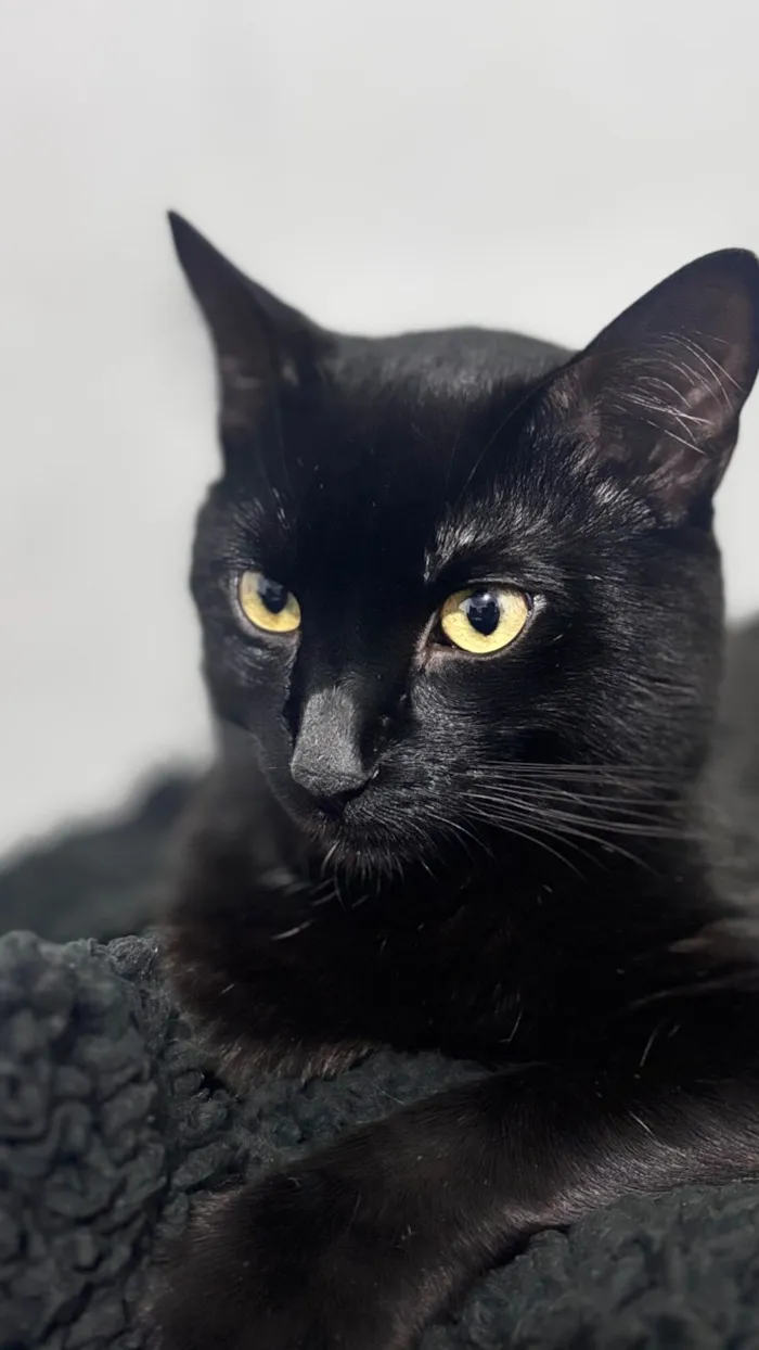 Gato raça SRD-ViraLata idade 2 anos nome Pretinho 