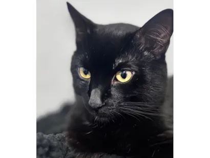 Gato raça SRD-ViraLata idade 2 anos nome Pretinho 