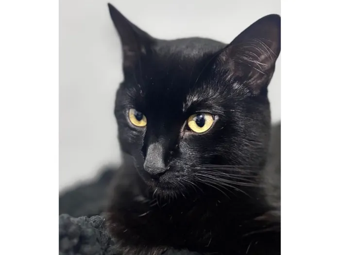 Gato raça SRD-ViraLata idade 2 anos nome Pretinho 
