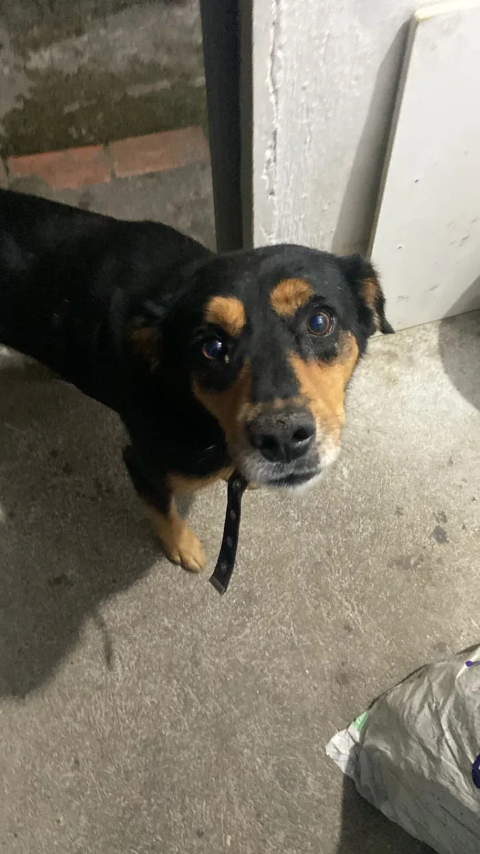 Cachorro raça SRD-ViraLata idade 4 anos nome Bob