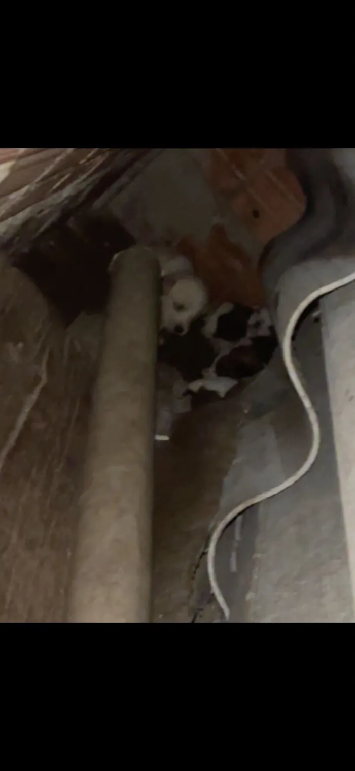 Cachorro raça SRD-ViraLata idade Abaixo de 2 meses nome Jacqueline 