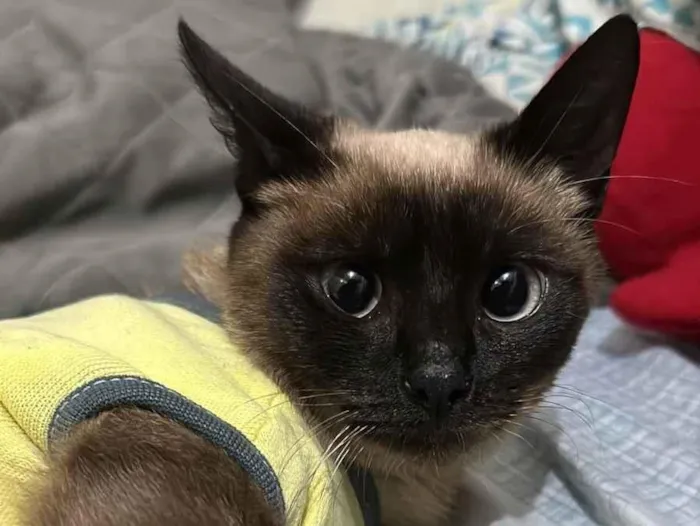 Gato raça Siamês idade 2 anos nome Margarida
