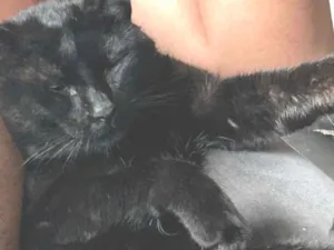 Gato raça American Shorthair idade 3 anos nome CEGUINHO