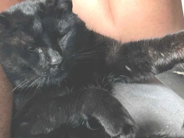 Gato raça American Shorthair idade 3 anos nome CEGUINHO