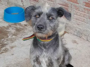 Cachorro raça SRD-ViraLata idade 2 a 6 meses nome Baruk 