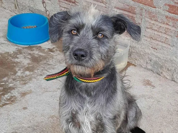 Cachorro raça SRD-ViraLata idade 2 a 6 meses nome Baruk 