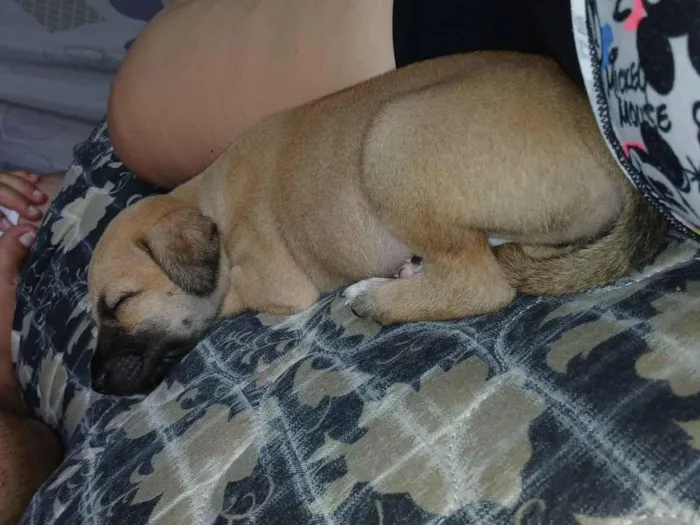 Cachorro raça SRD-ViraLata idade Abaixo de 2 meses nome zeus