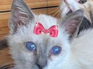 Gato raça SRD-ViraLata idade 2 a 6 meses nome Enola 