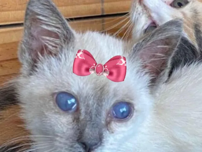 Gato raça SRD-ViraLata idade 2 a 6 meses nome Enola 