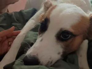 Cachorro raça SRD-ViraLata idade 7 a 11 meses nome Luke