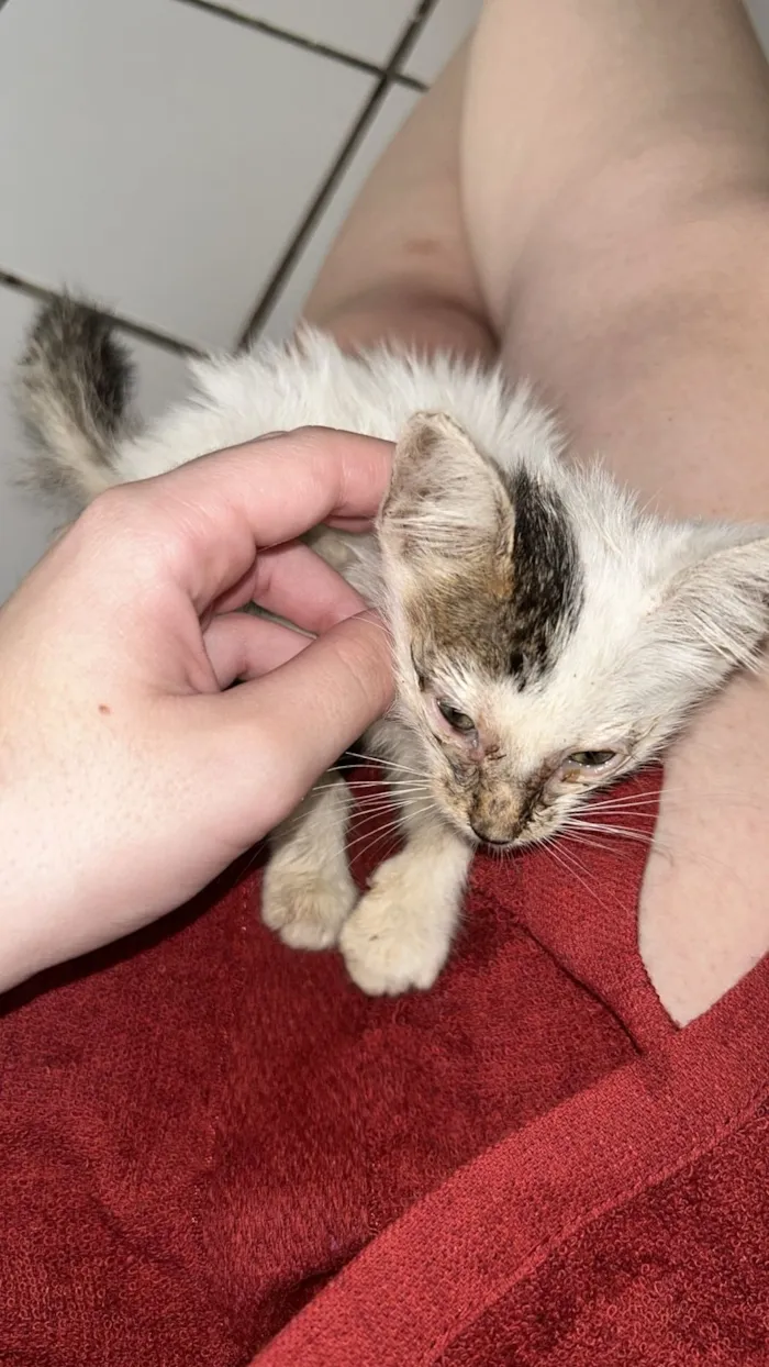 Gato raça SRD-ViraLata idade Abaixo de 2 meses nome Vicentina 