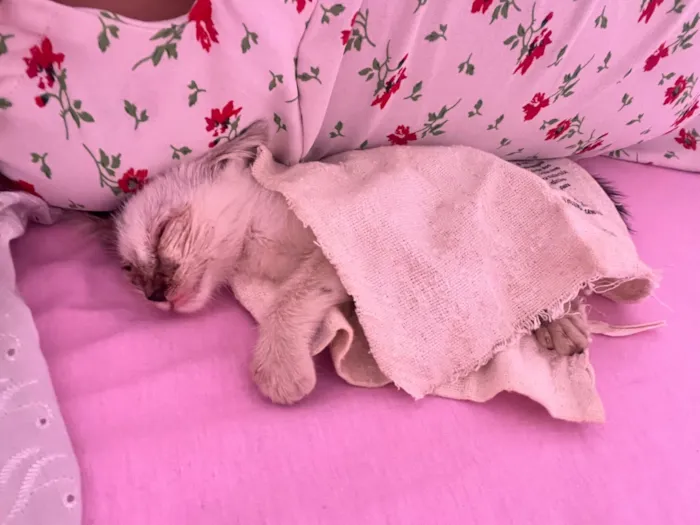 Gato raça SRD-ViraLata idade Abaixo de 2 meses nome Vicentina 