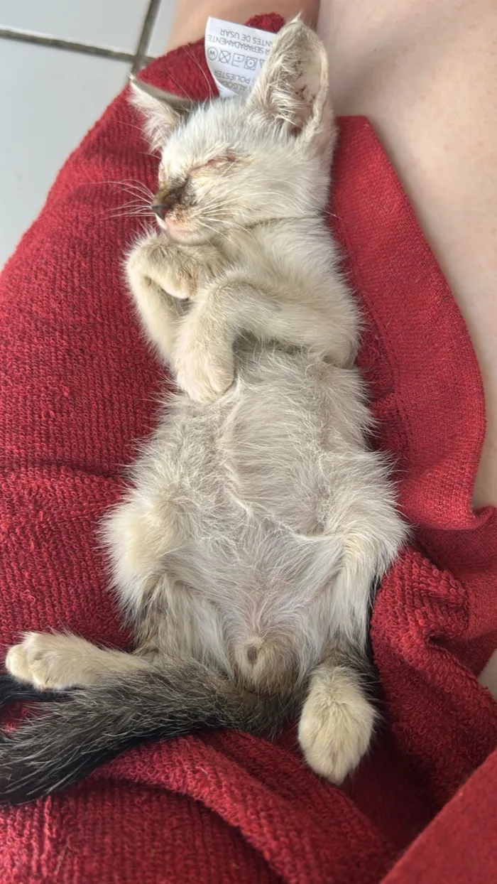 Gato raça SRD-ViraLata idade Abaixo de 2 meses nome Vicentina 