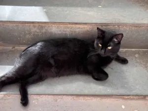 Gato raça SRD-ViraLata idade 2 anos nome Pretinho 
