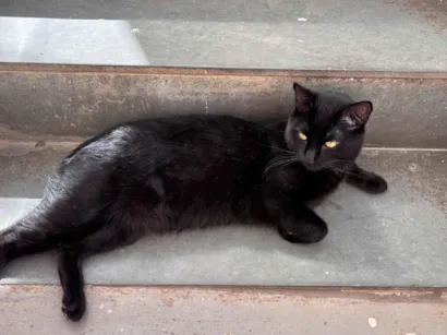 Gato raça SRD-ViraLata idade 2 anos nome Pretinho 