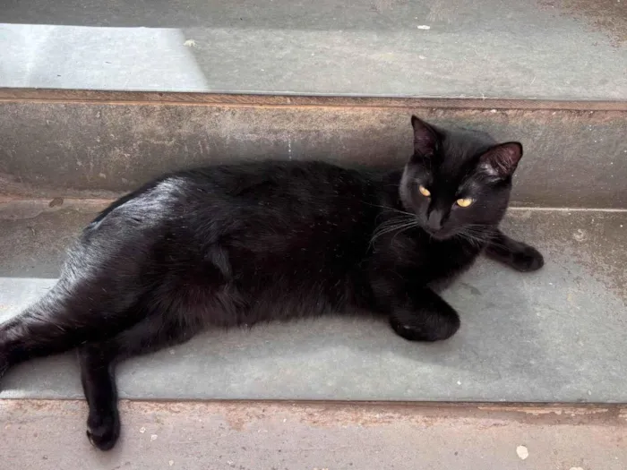Gato raça SRD-ViraLata idade 2 anos nome Pretinho 